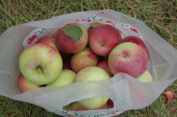 dsc_0081_sm.gif